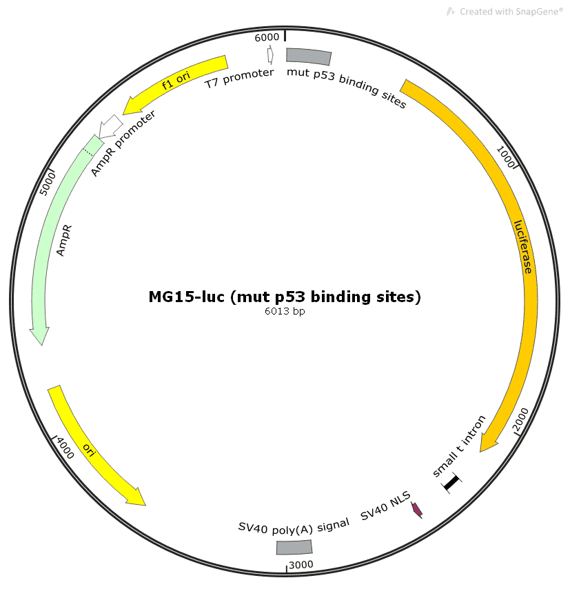 MG15- luc (mut p53 binding sites) - Click Image to Close